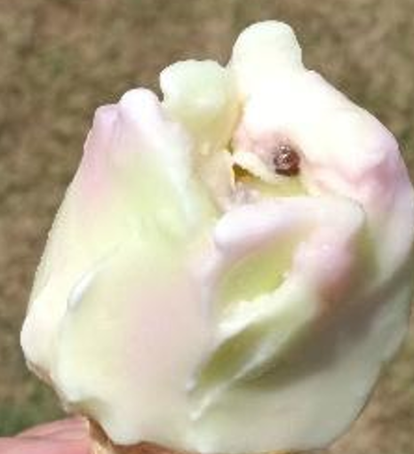 圖片說明: ババヘラアイス 內含的巧克力豆